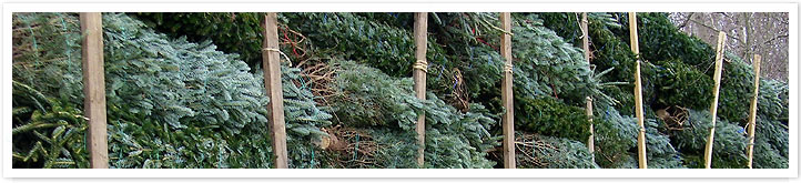 Wholesale Christmas Trees